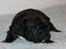 Fransk bulldog Bertha - Bertha´s datter, Prop