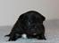 Fransk bulldog Bertha - Bertha´s hvalp, Victor