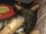 Blanding af racer Duchess - zzzZzzz