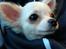 Chihuahua Cody