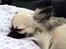 Chihuahua Kehla - UnikChihuahuas Coco