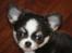 Chihuahua LabellosChis Dancing Vienetta