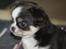 Chihuahua LabellosChis Dancing Vienetta