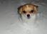 Chihuahua Lerches Emma - Emma ELSKER sne! 04-12-12
