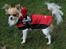 Chihuahua Lerches Emma - 24-10-12