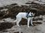 Blanding af racer Pluto - Pluto på Nyborg strand :)