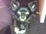 Chihuahua Livi (himmelhund)