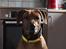 Rhodesian ridgeback Zulu
