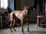 Rhodesian ridgeback Zulu