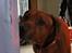 Rhodesian ridgeback Zulu