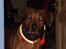 Rhodesian ridgeback Zulu