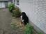 Berner sennenhund Astor