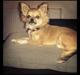 Chihuahua Alma