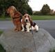 Basset hound Dalton