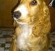 Cocker spaniel Simba R.I.P.