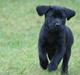 Labrador retriever mary
