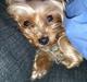Yorkshire terrier Killah