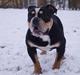 Olde english bulldogge Bulltok´s Baron fra Østergaard