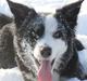 Border collie Ischa