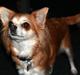 Chihuahua Cassie