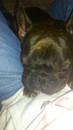 Fransk bulldog Miss Chili billede 8