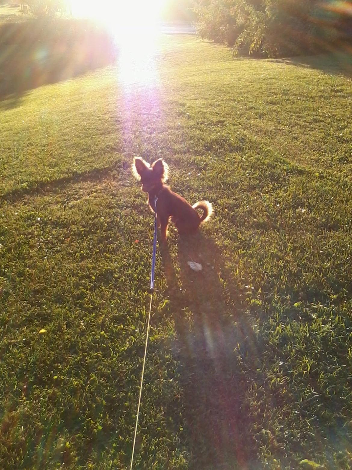 Russisk toy terrier Balder. R.I.P . billede 10