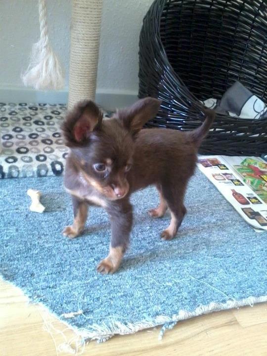 Russisk toy terrier Balder. R.I.P . billede 3