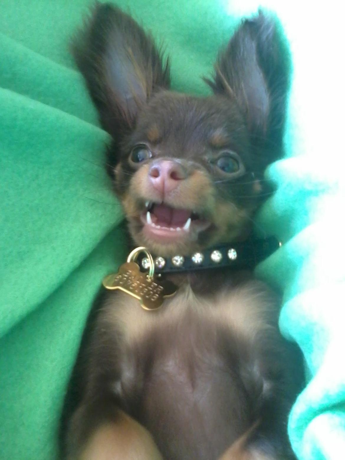 Russisk toy terrier Balder. R.I.P . billede 5