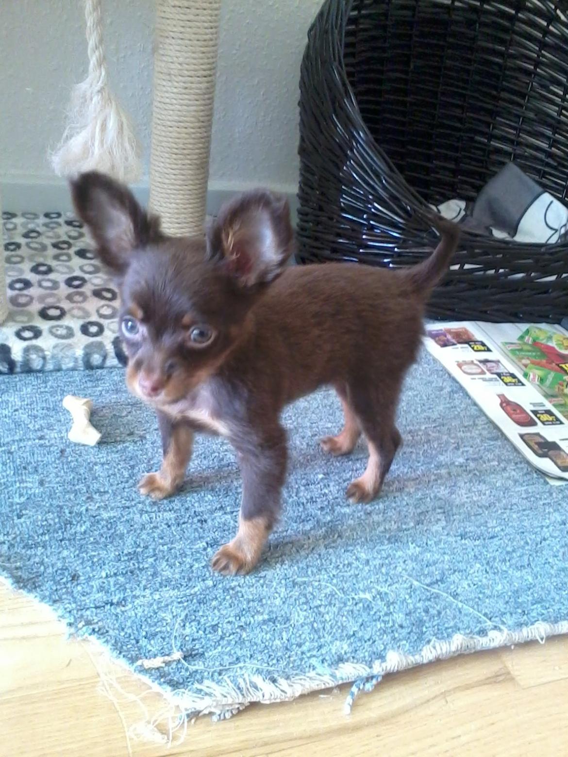 Russisk toy terrier Balder. R.I.P . billede 2