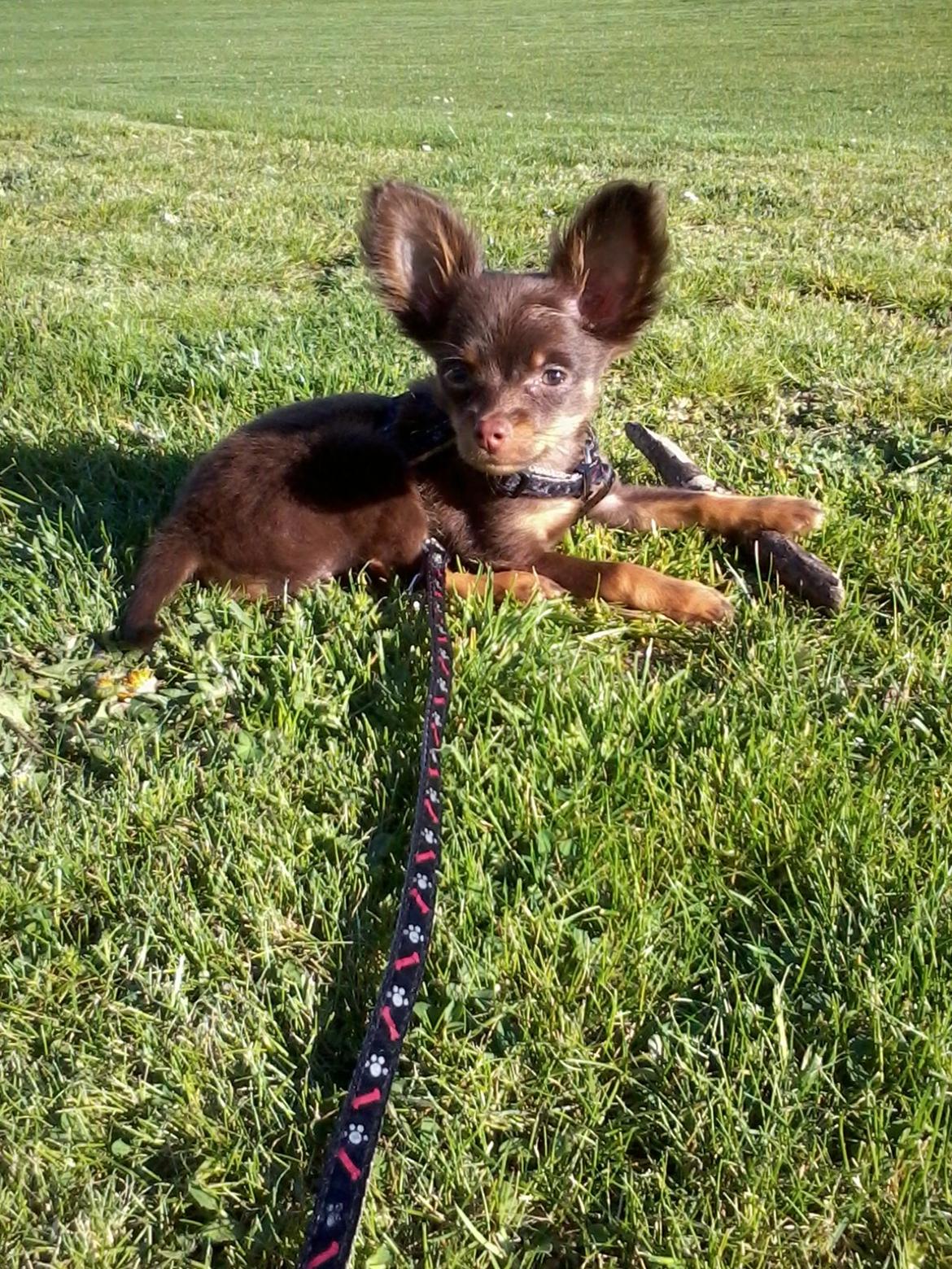 Russisk toy terrier Balder. R.I.P . billede 6