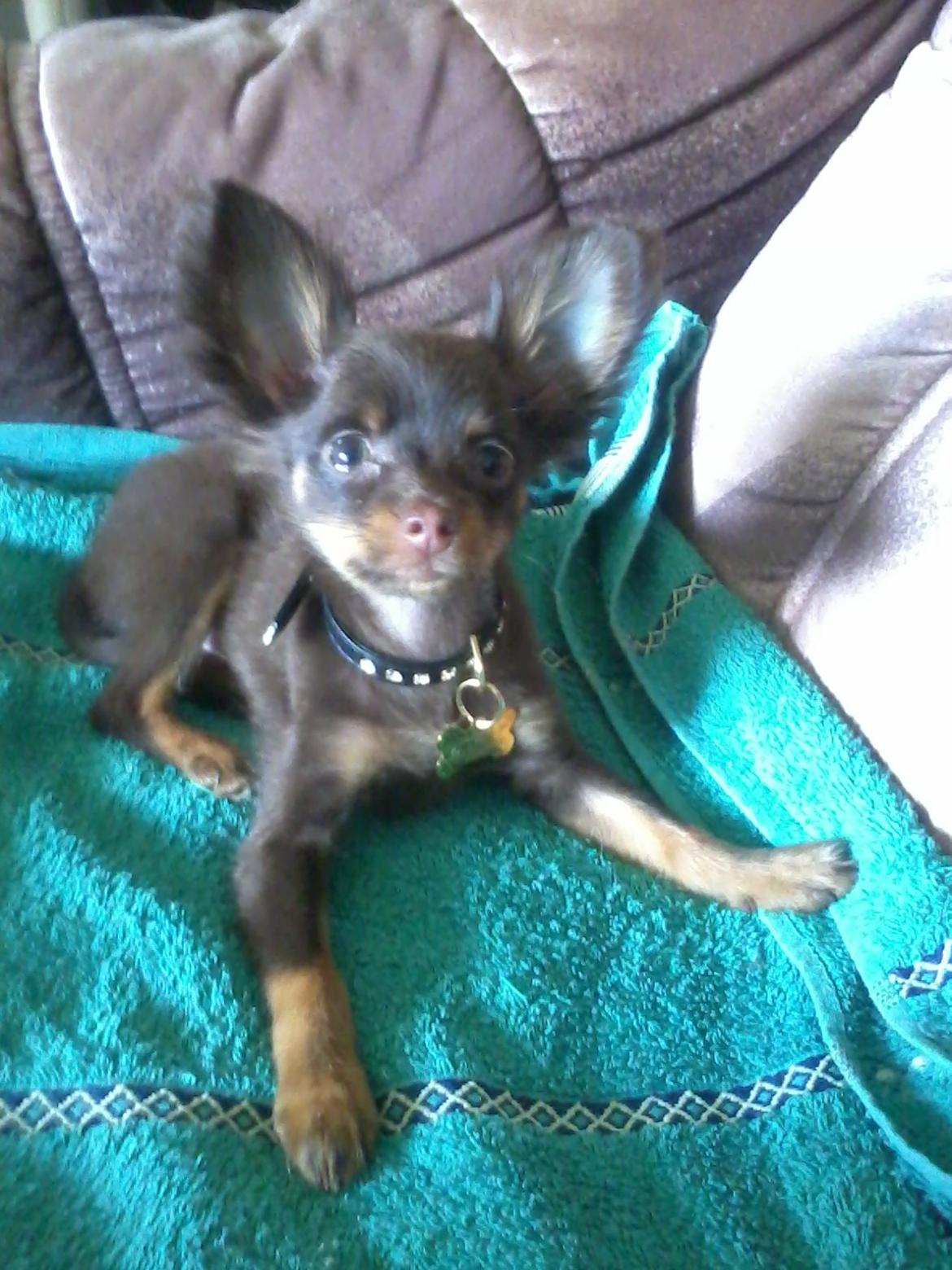 Russisk toy terrier Balder. R.I.P . billede 4