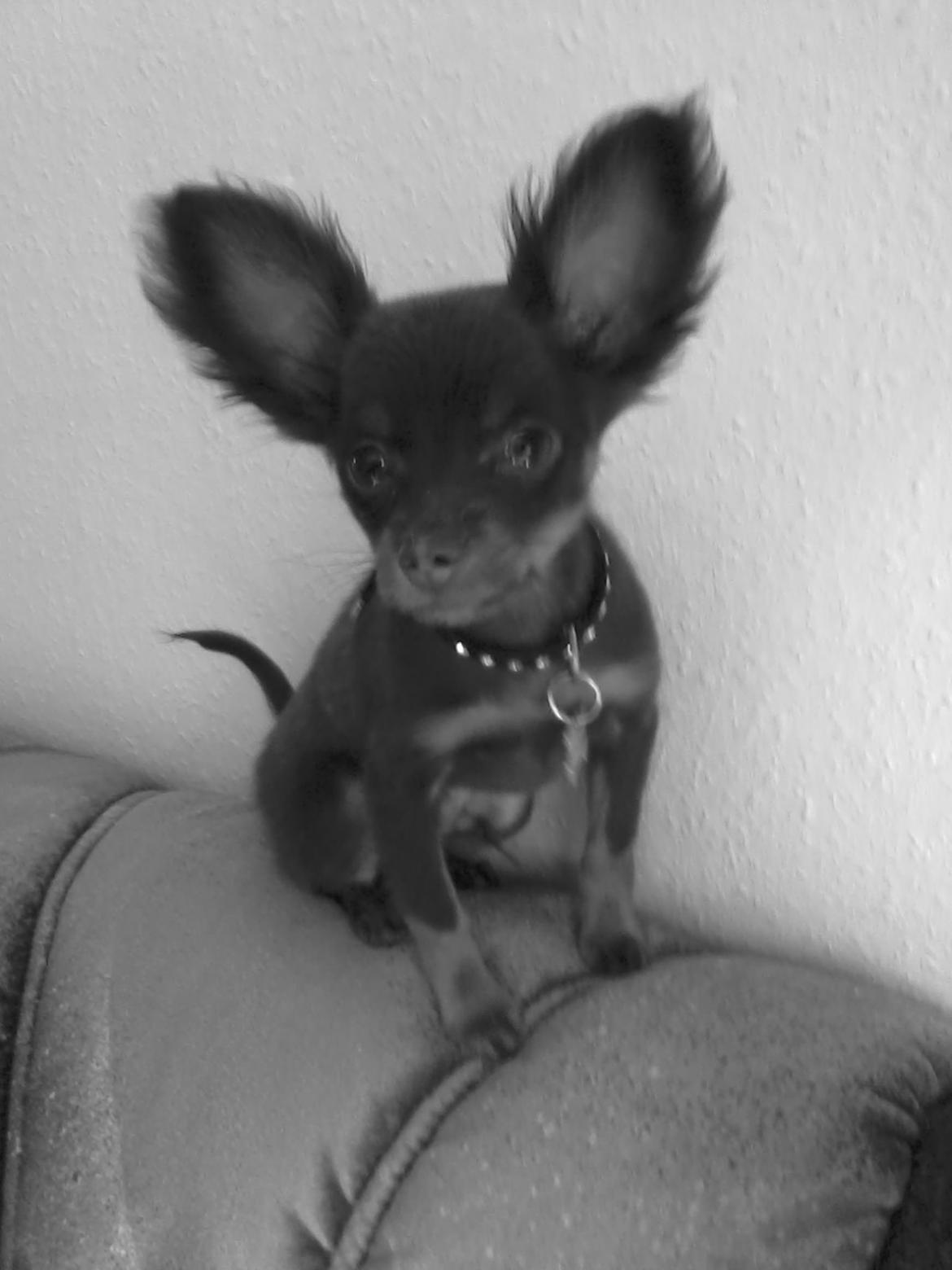 Russisk toy terrier Balder. R.I.P . billede 8