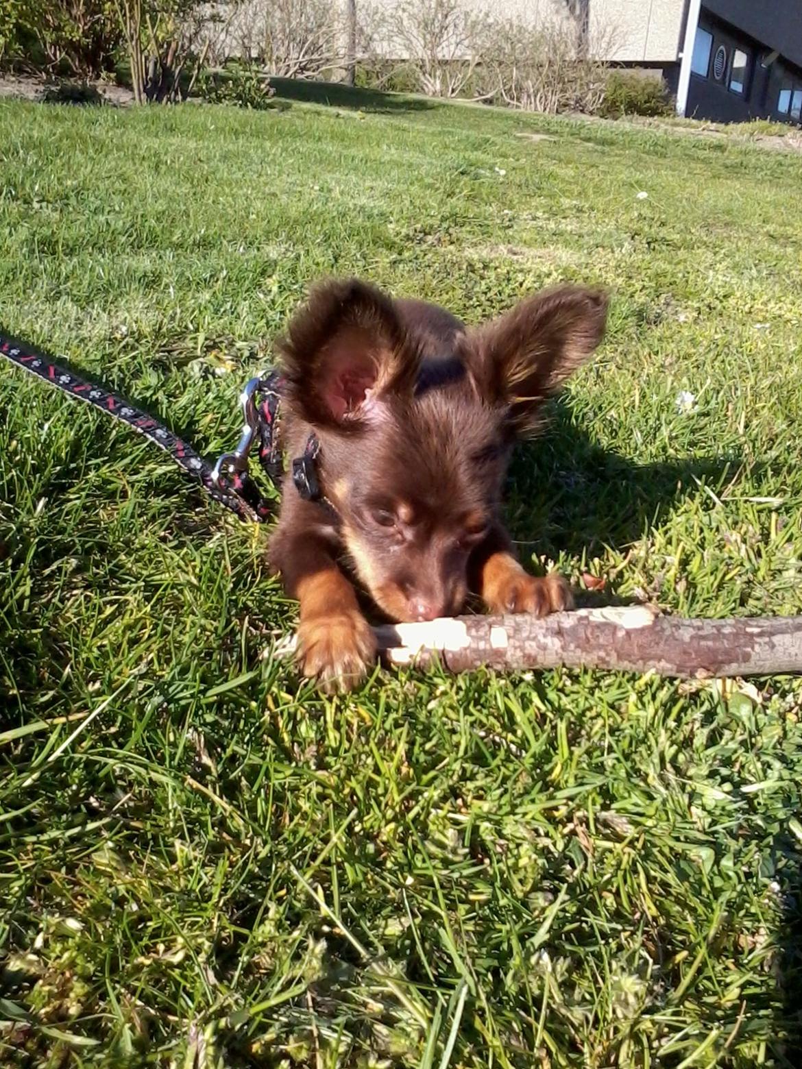 Russisk toy terrier Balder. R.I.P . billede 7