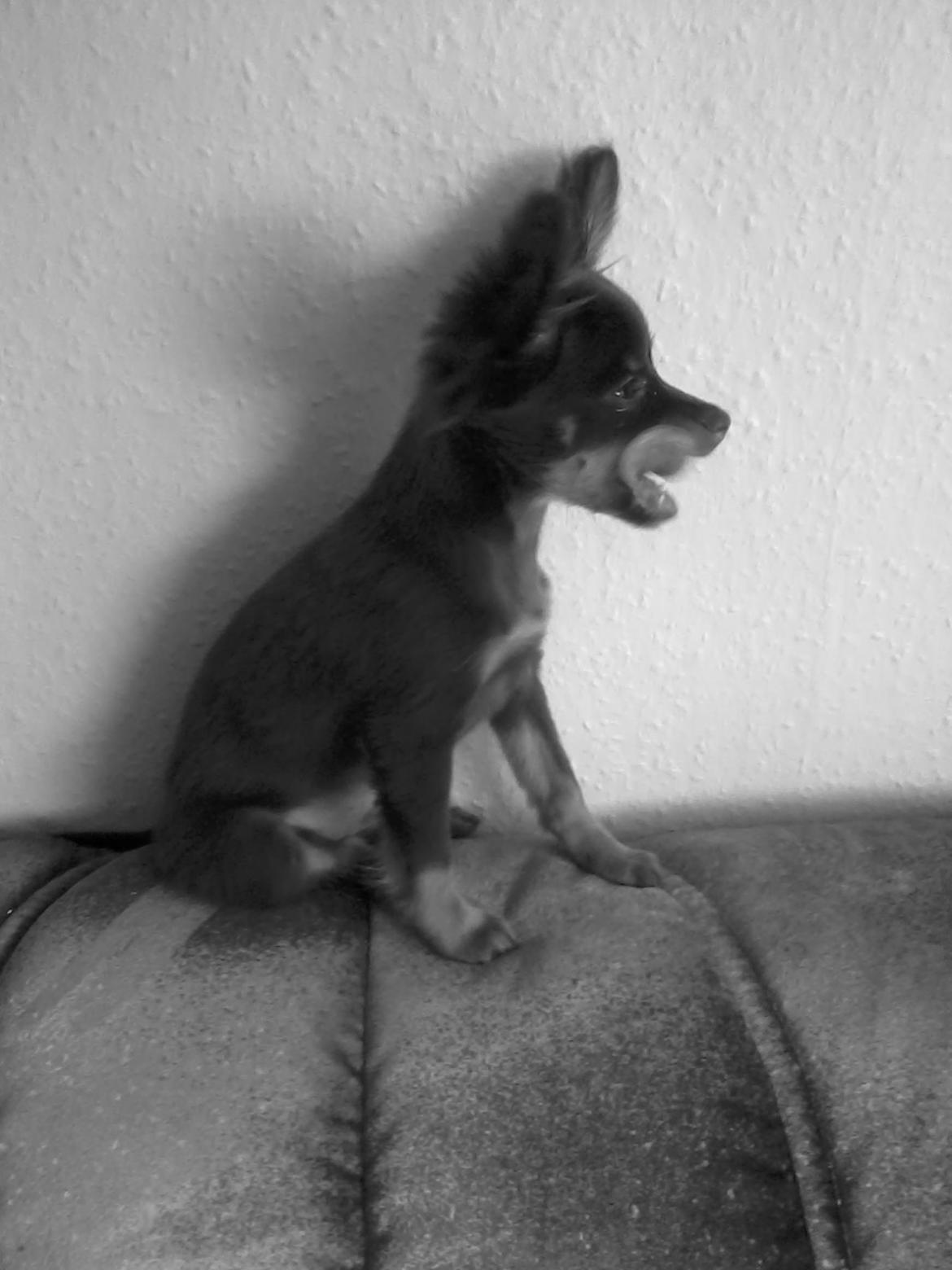 Russisk toy terrier Balder. R.I.P . billede 9