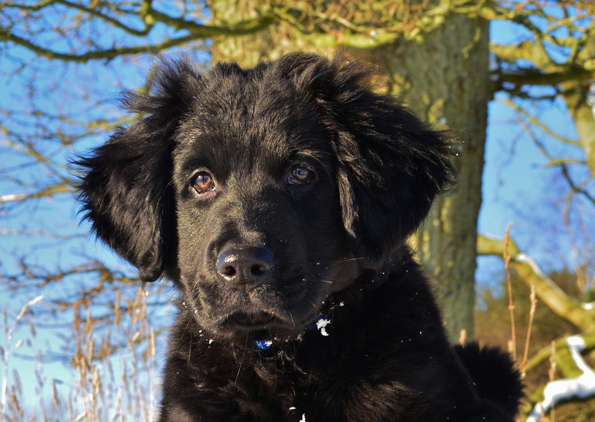 Blanding af racer Rex - 3½ mdr. gl. og elsker sne! billede 1