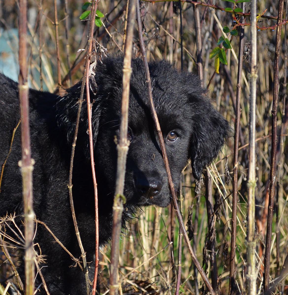Blanding af racer Rex - Rex første udflugt i haven... billede 2