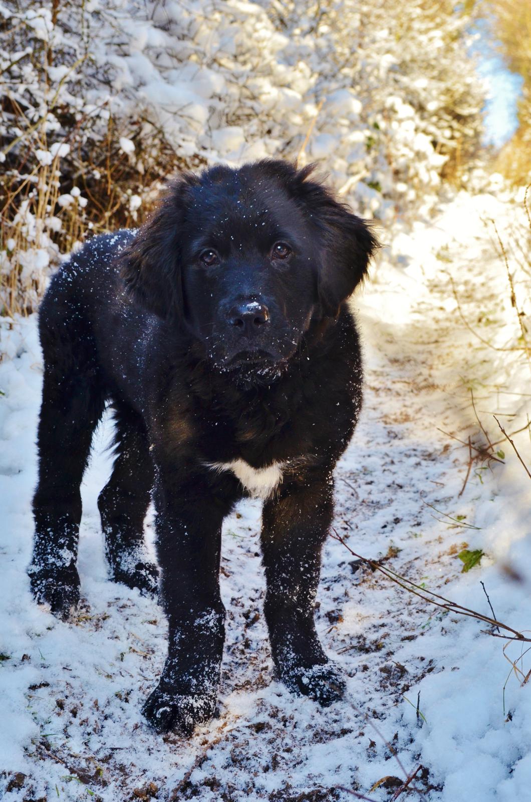 Blanding af racer Rex - Stor sne-fan! billede 3