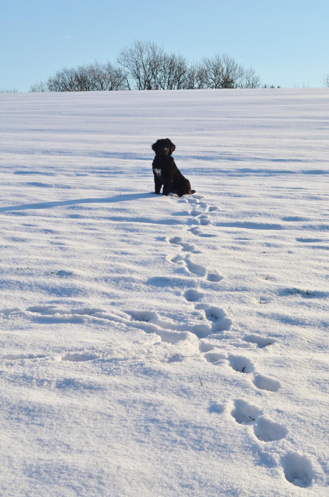 Blanding af racer Rex - Rex over markerne... billede 4