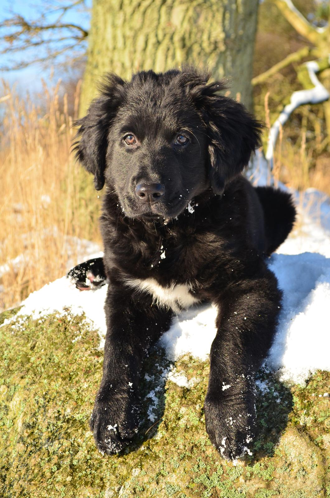 Blanding af racer Rex - Slapper af på gå-turen billede 5