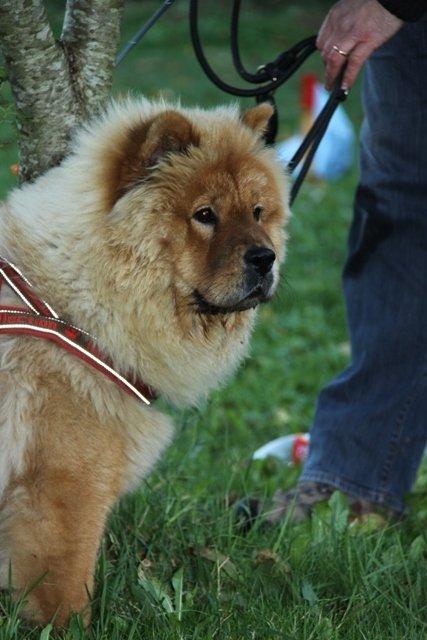 Chow chow Frida - Frida poserer til hundetræning billede 5