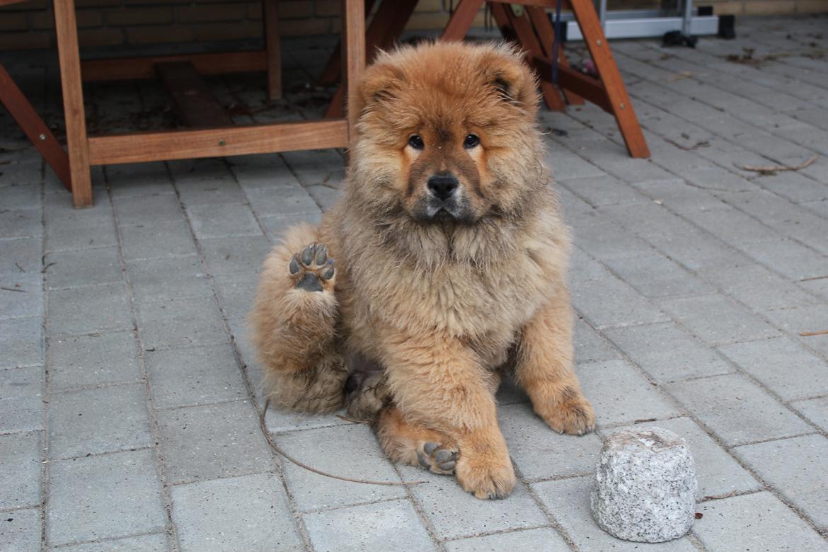 Chow chow Frida - ca. 4-5 mdr. gammel. Ser sådan ud når man har været i hundeskov  billede 1