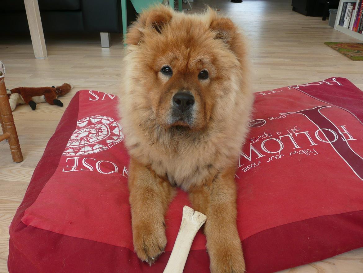 Chow chow Frida - Frida forsøger at lade som om hun er en hund efter ben  billede 6