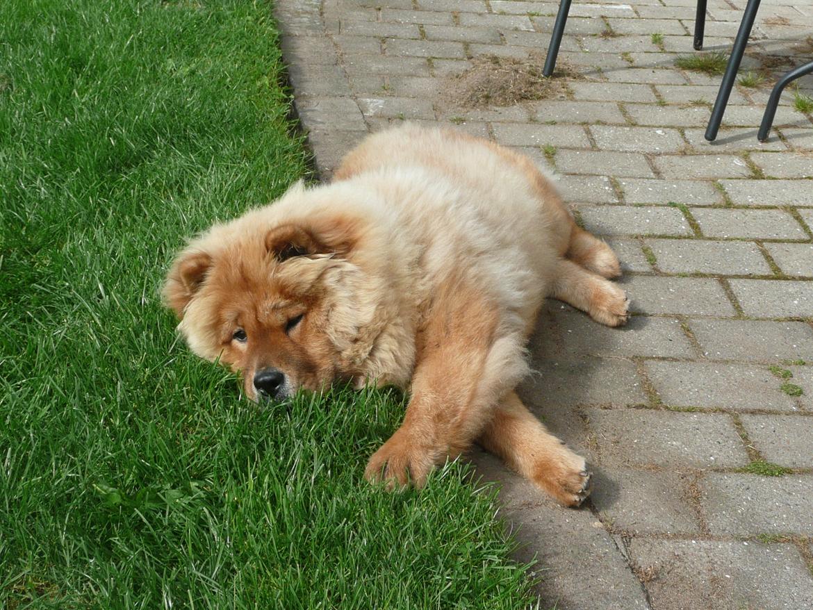 Chow chow Frida - Frida keder sig billede 8