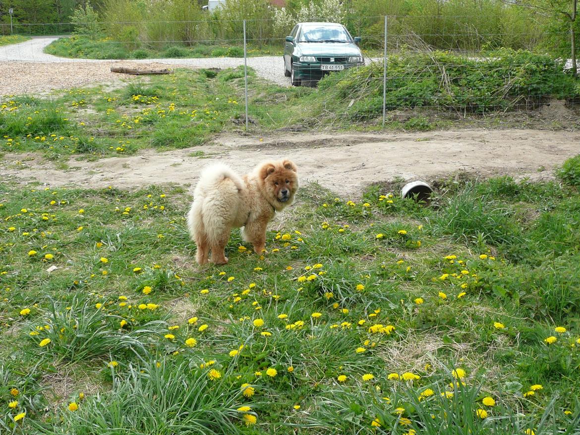 Chow chow Frida - Ser bare lækker ud i hundeskoven billede 4