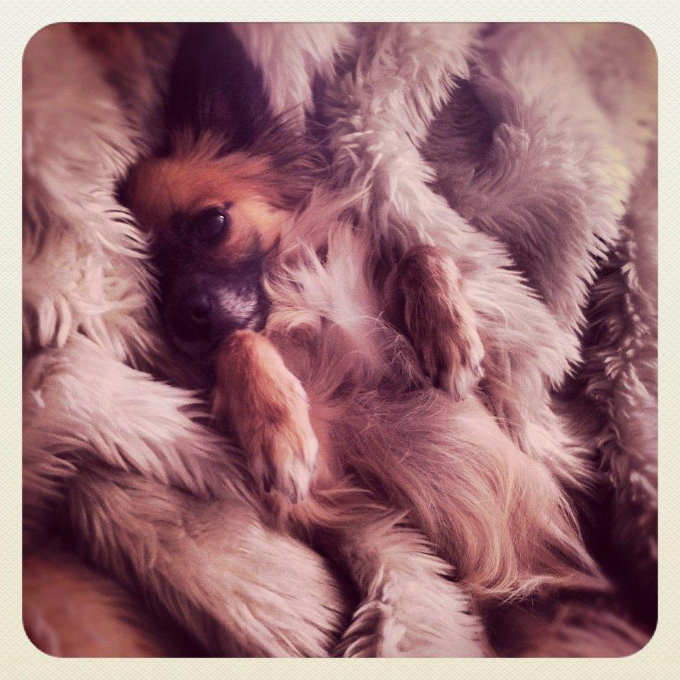 Blanding af racer Micko billede 4