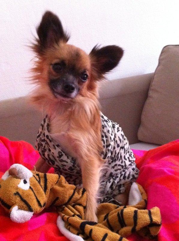 Blanding af racer Micko - Tarzan :D billede 5