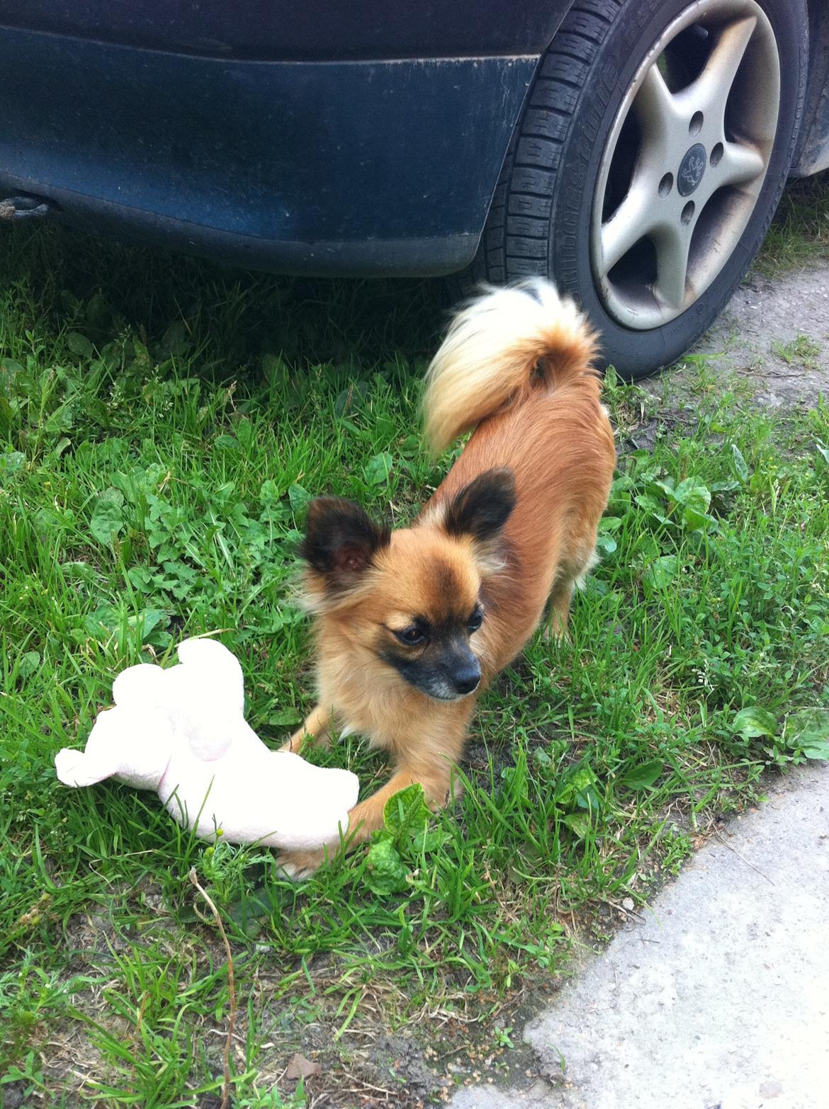 Blanding af racer Micko billede 6