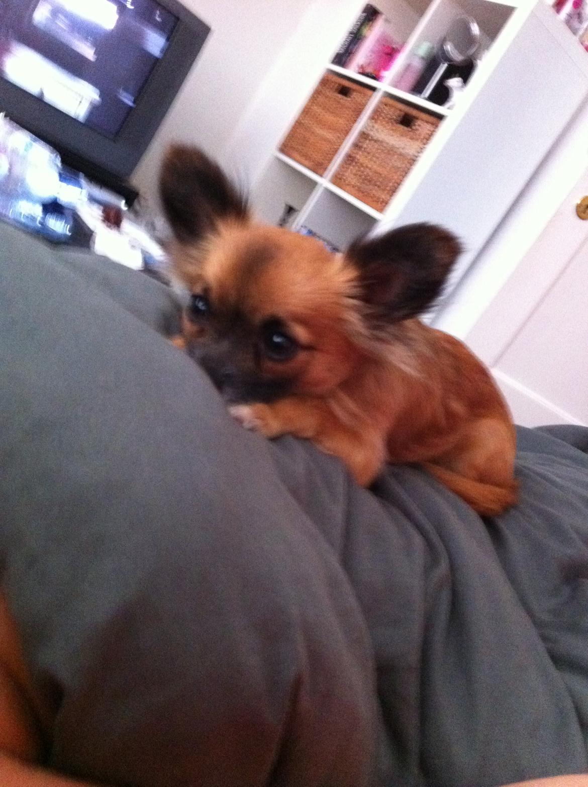 Blanding af racer Micko billede 7