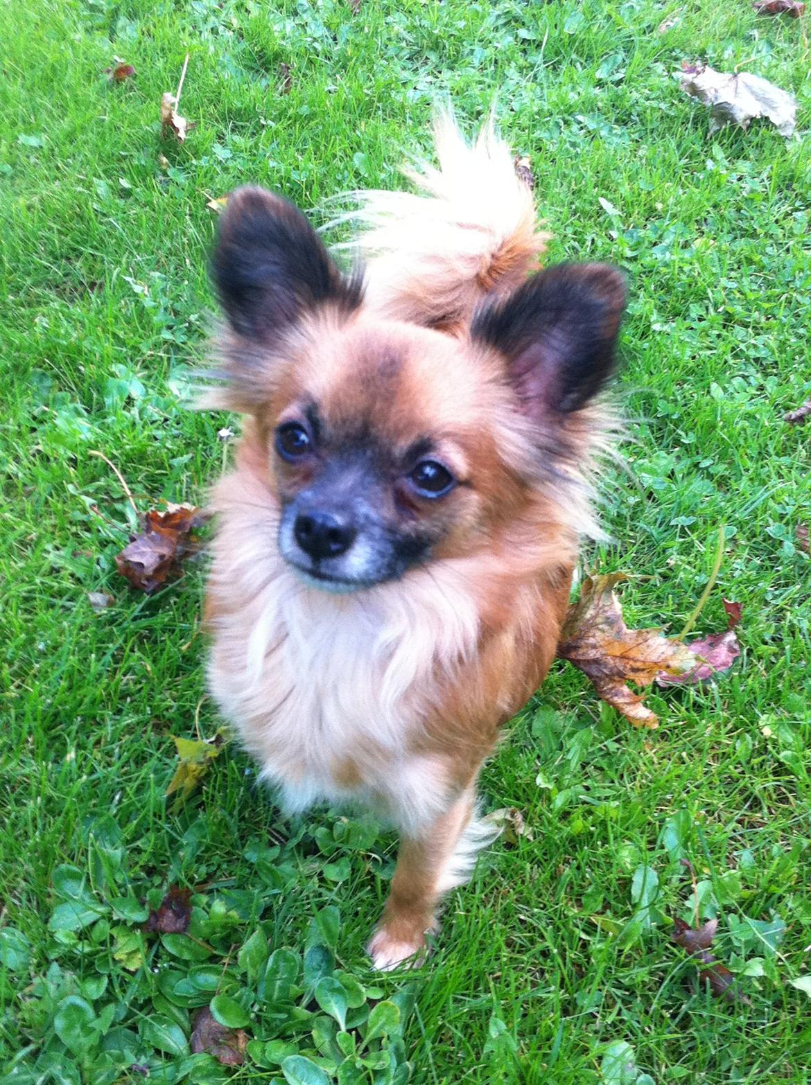 Blanding af racer Micko billede 9