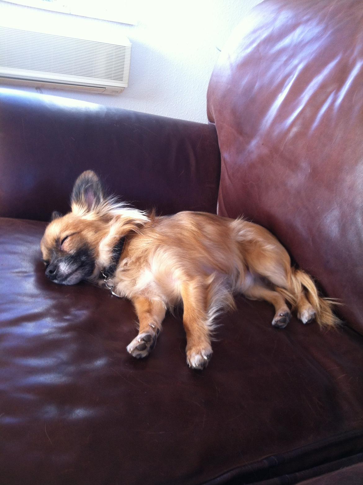 Blanding af racer Micko billede 10